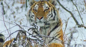 Tigers: Clawing Back | A NATURE Short Film: asset-mezzanine-16x9