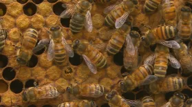 Keep Calm and... Tend to 20,000 Bees | Backyard Nature: asset-mezzanine-16x9