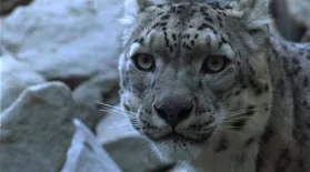 Living with Snow Leopards–Tashi’s Story: A NATURE Short Film: asset-mezzanine-16x9