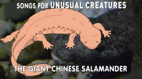 The World's Largest Salamander: asset-mezzanine-16x9