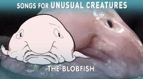 The Incredible True Story of the Blobfish : asset-mezzanine-16x9