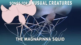 Magnapinna Squid: asset-mezzanine-16x9