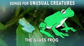 Glass Frog: asset-mezzanine-16x9