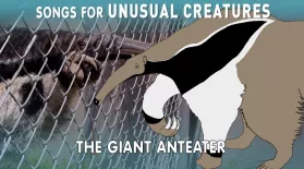 Giant Anteater: asset-mezzanine-16x9