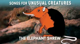 Elephant Shrew: asset-mezzanine-16x9