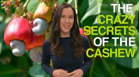The Crazy Secrets of the Cashew: asset-mezzanine-16x9