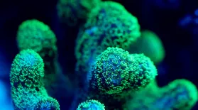 What is Coral Bleaching?: asset-mezzanine-16x9