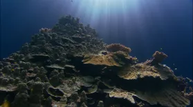 Can Super Corals Save Reefs?: asset-mezzanine-16x9