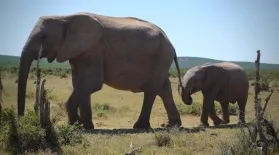 This AI Can Help Park Rangers Identify Poachers: asset-mezzanine-16x9