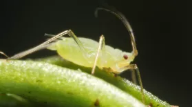 Born Pregnant: Aphids Invade With an Onslaught of Clones: asset-mezzanine-16x9