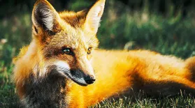 Foxes: Dog Hardware, Cat Software: asset-mezzanine-16x9