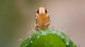 Leaf Miner Fly Babies Scribble All Over Your Salad: asset-mezzanine-16x9