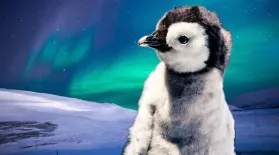 Baby Penguins Can Navigate Better than You: asset-mezzanine-16x9