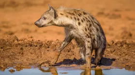 A Spotted Hyena Arrives: asset-mezzanine-16x9