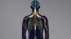 The Human Body's Nervous System: asset-mezzanine-16x9
