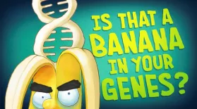 The Gene Explained | Is That a Banana in Your Genes?: asset-mezzanine-16x9