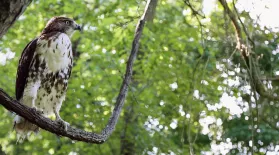 The Falconer | Promo: asset-mezzanine-16x9