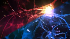 Modern Politics Activates the Brain's Ancient Wiring: asset-mezzanine-16x9