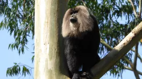 Lion-Tailed Macaque: asset-mezzanine-16x9