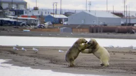 Polar Bears and Humans Are Dangerous Neighbors: asset-mezzanine-16x9