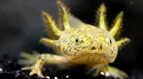 The Axolotl Salamander Doesn’t Wanna Grow Up: asset-mezzanine-16x9