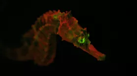 Creatures of Light: asset-mezzanine-16x9