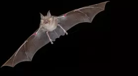 Bat Superpowers Preview: asset-mezzanine-16x9