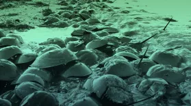 Why are There 30 Million Horseshoe Crabs on This Beach?: asset-mezzanine-16x9