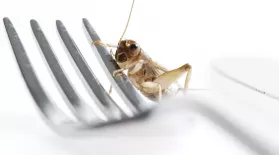 Edible Insects Promo: asset-mezzanine-16x9