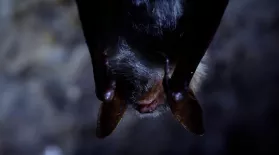 Why are Bats Tolerant of the Diseases They Carry?: asset-mezzanine-16x9