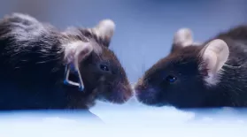 Cannabis Reverses Brain Aging in Mice: asset-mezzanine-16x9