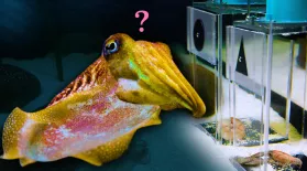 Can this Cuttlefish Pass an Intelligence Test?: asset-mezzanine-16x9