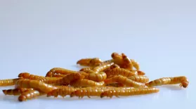 Insects Make Protein More Efficiently Than Mammals: asset-mezzanine-16x9