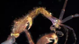 Skeleton Shrimp Use 18 Appendages to Feed, Fight and Frolic: asset-mezzanine-16x9