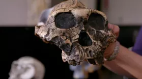 Was Eating Insects Key to Human Brain Evolution?: asset-mezzanine-16x9