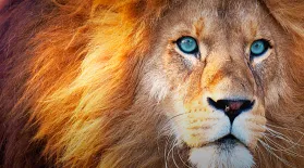 There Are No Actual ‘Lion Kings’: asset-mezzanine-16x9