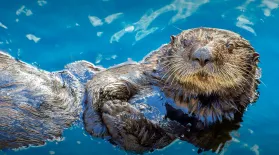 Otters: Cute, Playful, Geniuses?: asset-mezzanine-16x9