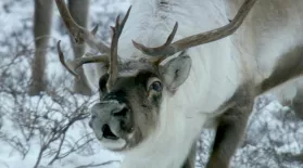 Reindeer Noses Really Do Glow Red: asset-mezzanine-16x9