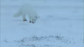 Arctic Fox Dive Bombs Prey Hidden in the Snow : asset-mezzanine-16x9