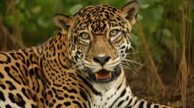 The Story of Cats | Into the Americas | Preview : asset-mezzanine-16x9