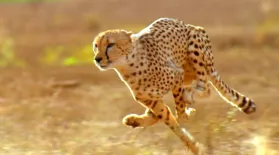 Did the American Cheetah Make the Pronghorn Fast?: asset-mezzanine-16x9