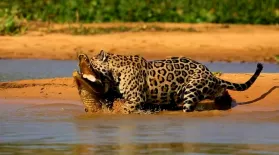 Jaguar Attacks Caiman Crocodile: asset-mezzanine-16x9