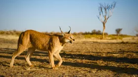 The Story of Cats | Asia to Africa | Preview : asset-mezzanine-16x9