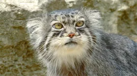 Grumpy-Faced Cat is a Mountain Survivor: asset-mezzanine-16x9