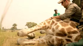 Wildlife Vets Take Down Giraffe — To Save It!: asset-mezzanine-16x9