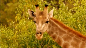 Giraffes: Africa's Gentle Giants : asset-mezzanine-16x9