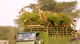 Giraffe Road Trip : asset-mezzanine-16x9