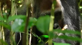 Close Encounter with Huge Silverback Gorilla : asset-mezzanine-16x9
