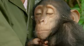 Orphaned Baby Chimp Snuggles with Caregiver : asset-mezzanine-16x9