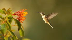 Super Hummingbirds | Preview : asset-mezzanine-16x9